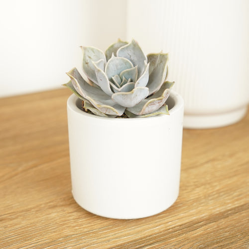 Echeveria | Sienna