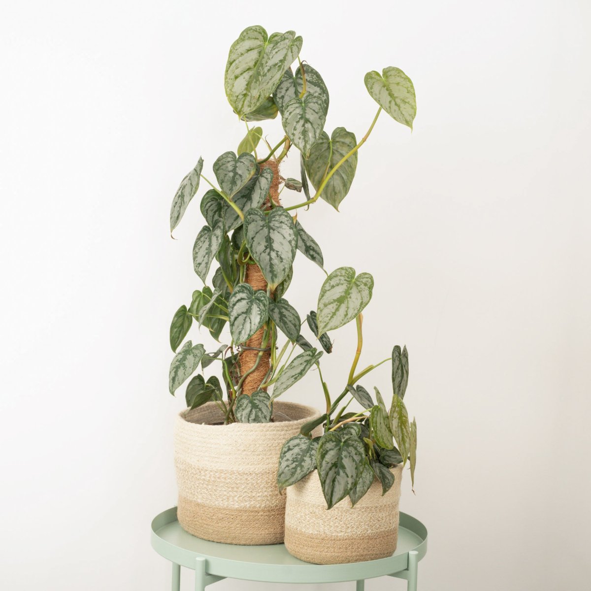 philodendron brandtianum vs scindapsus Silver Leaf Philo