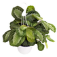 Prayer Plant | Silverband Exclusive Grey | Rare Plant
