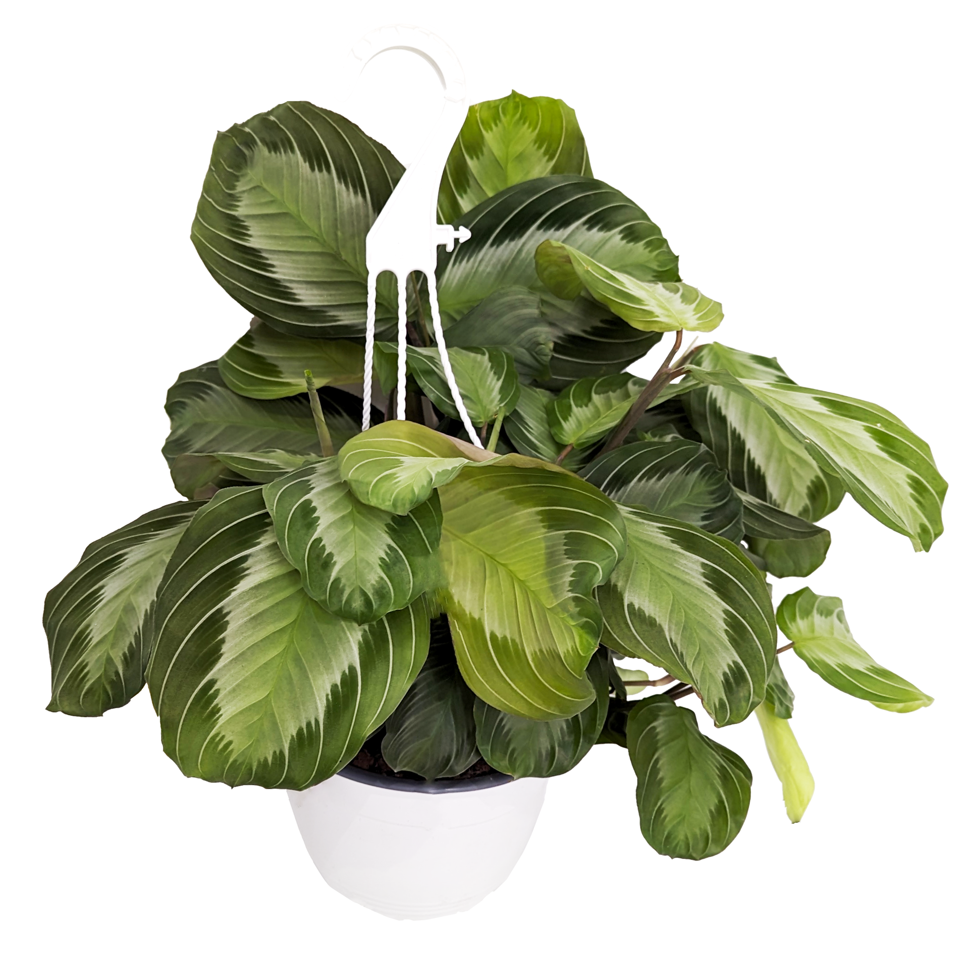 Prayer Plant | Silverband Exclusive Grey | Rare Plant