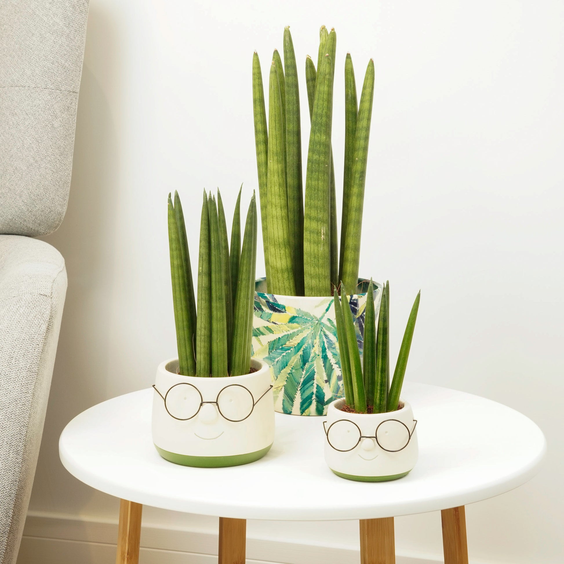 image snake plant Snake Plant | Cylindrica