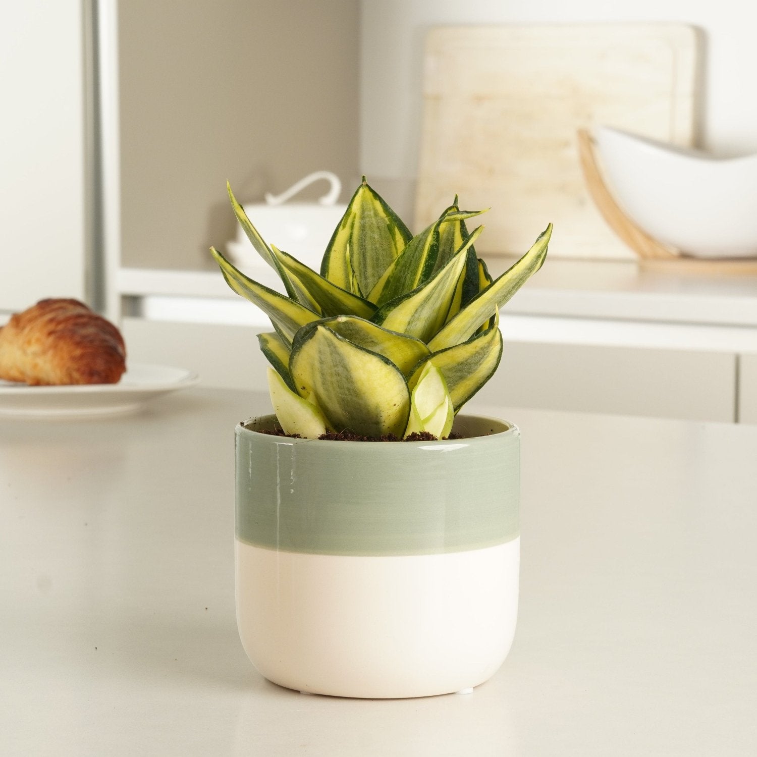 painted sansevieria Snake Plant