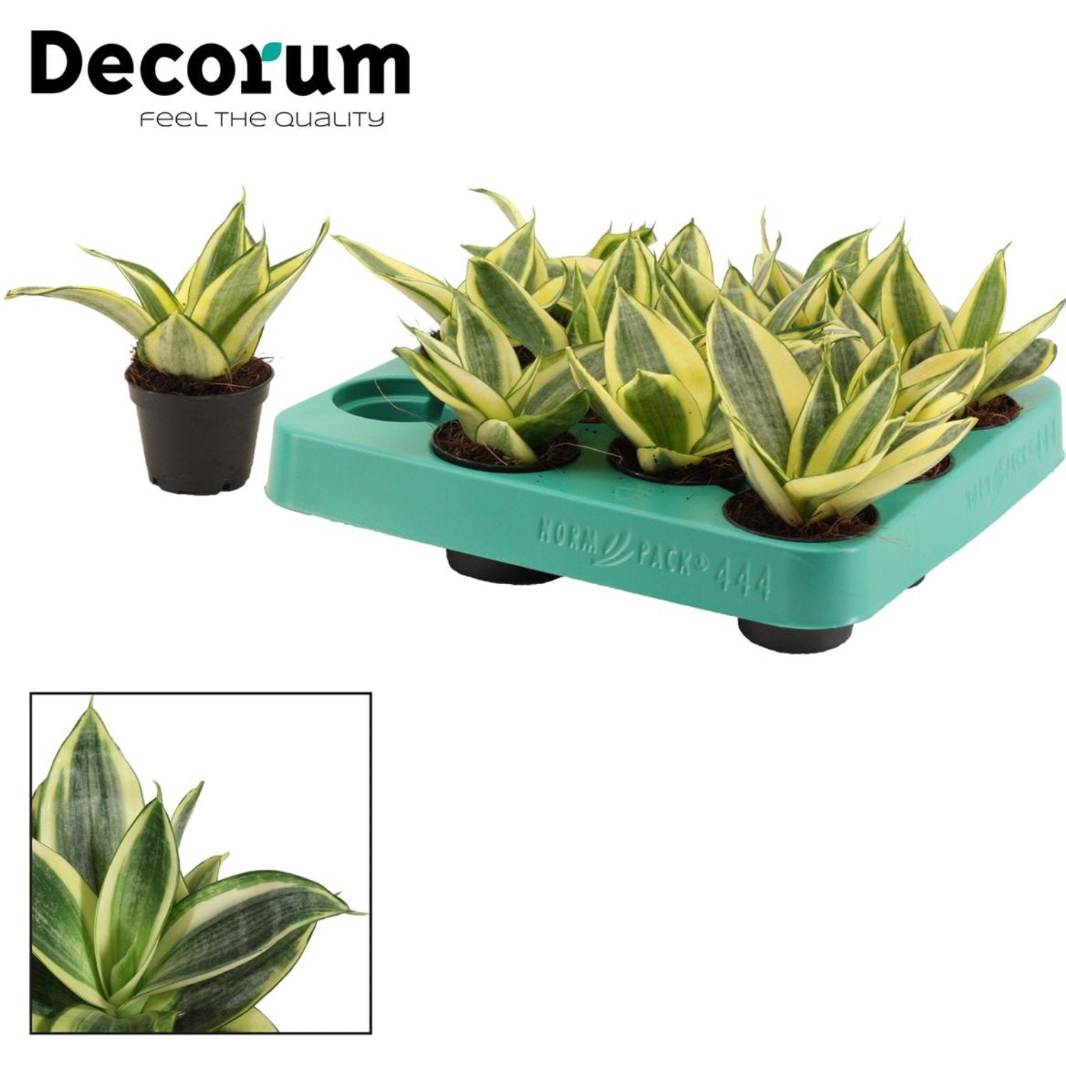 Snake Plant | Golden Hahnii