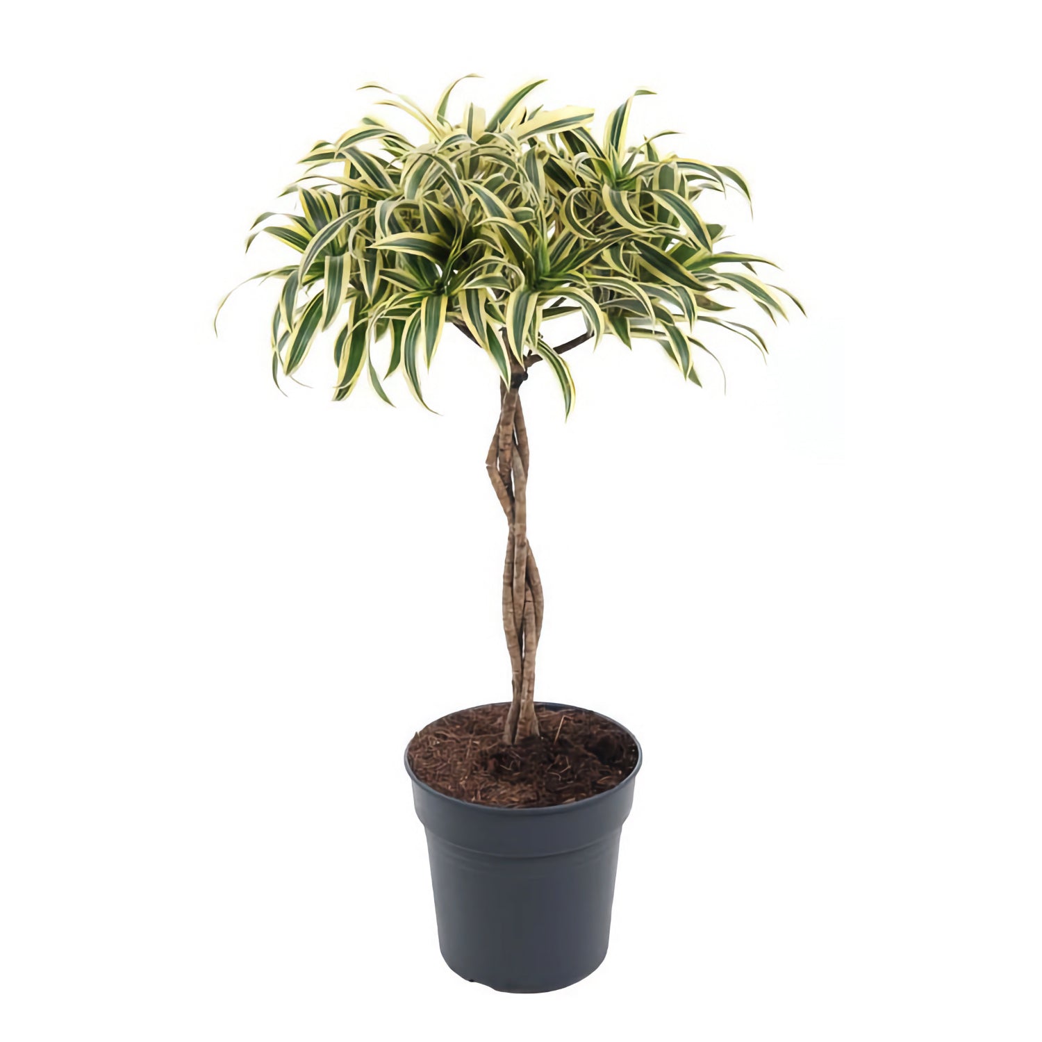 Dracaena reflexa Song of India