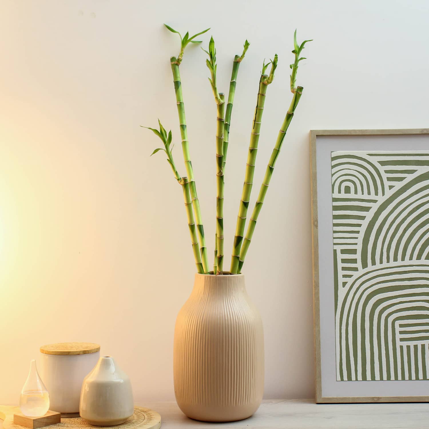 straight lucky bamboo Lucky Bamboo