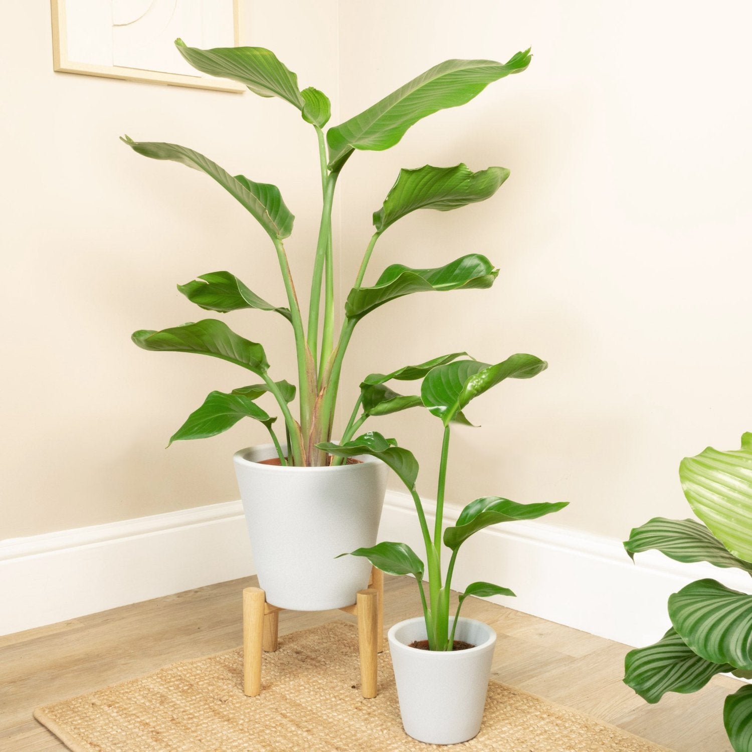 white bird tropical plant indoor care Bird Of Paradise | White