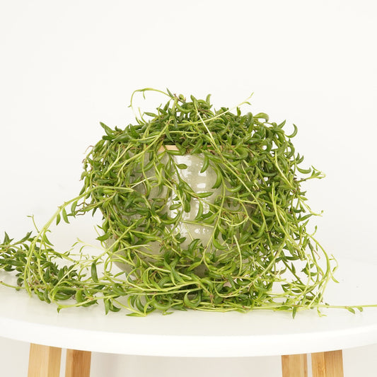 String Of Bananas | Air Purifying Plants