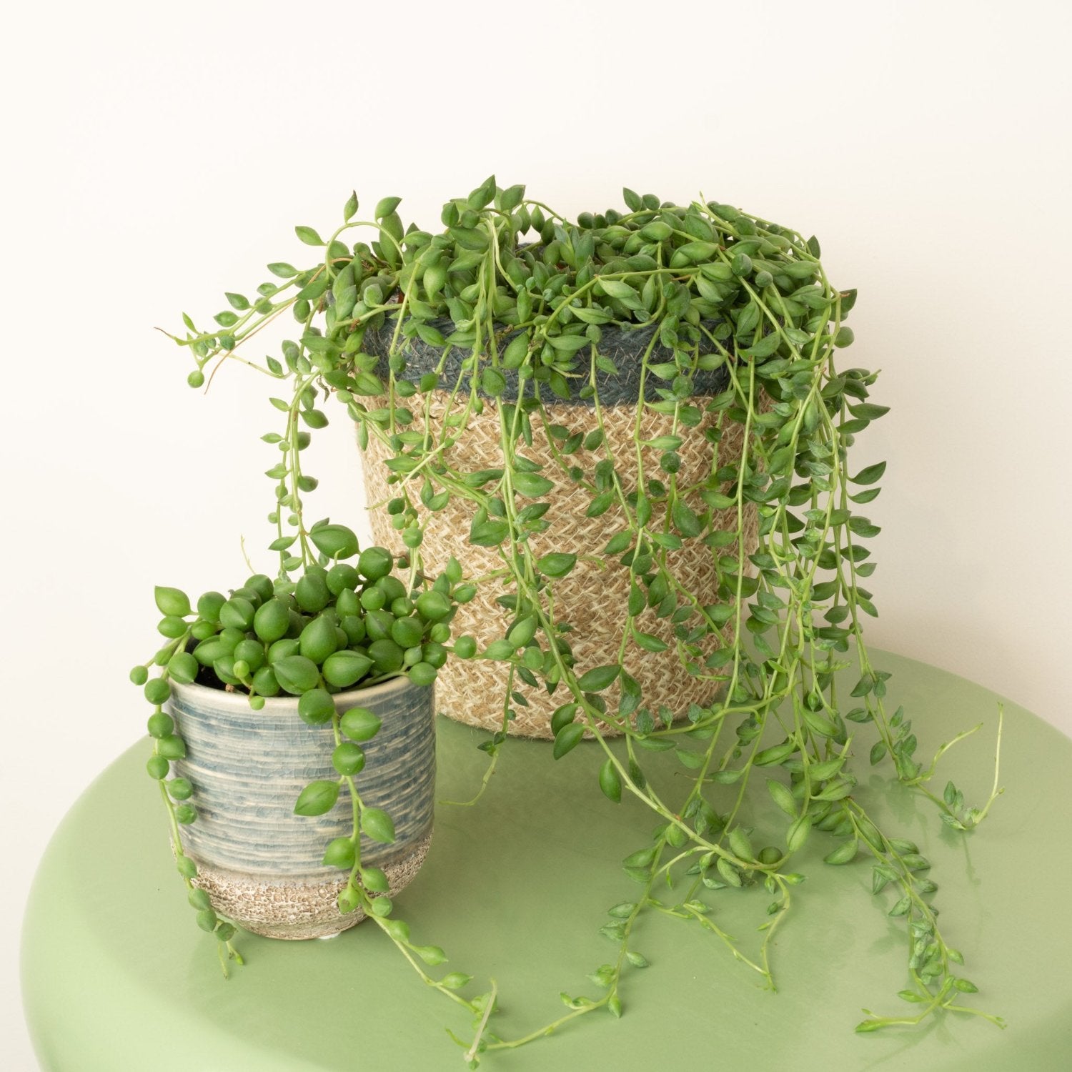 String Of Teardrops | String Of Pearls