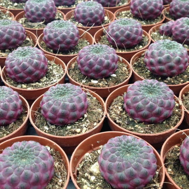 Rauschi Cactus | Purple