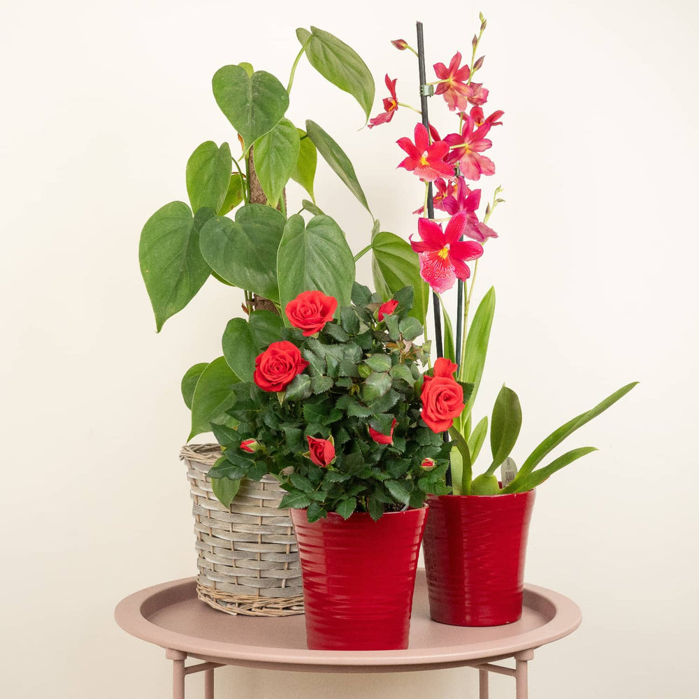 Indoor Sweet Love | Plant Bundle | 3 X PLANTS | 3 X POTS | Indoor Plant Bundle