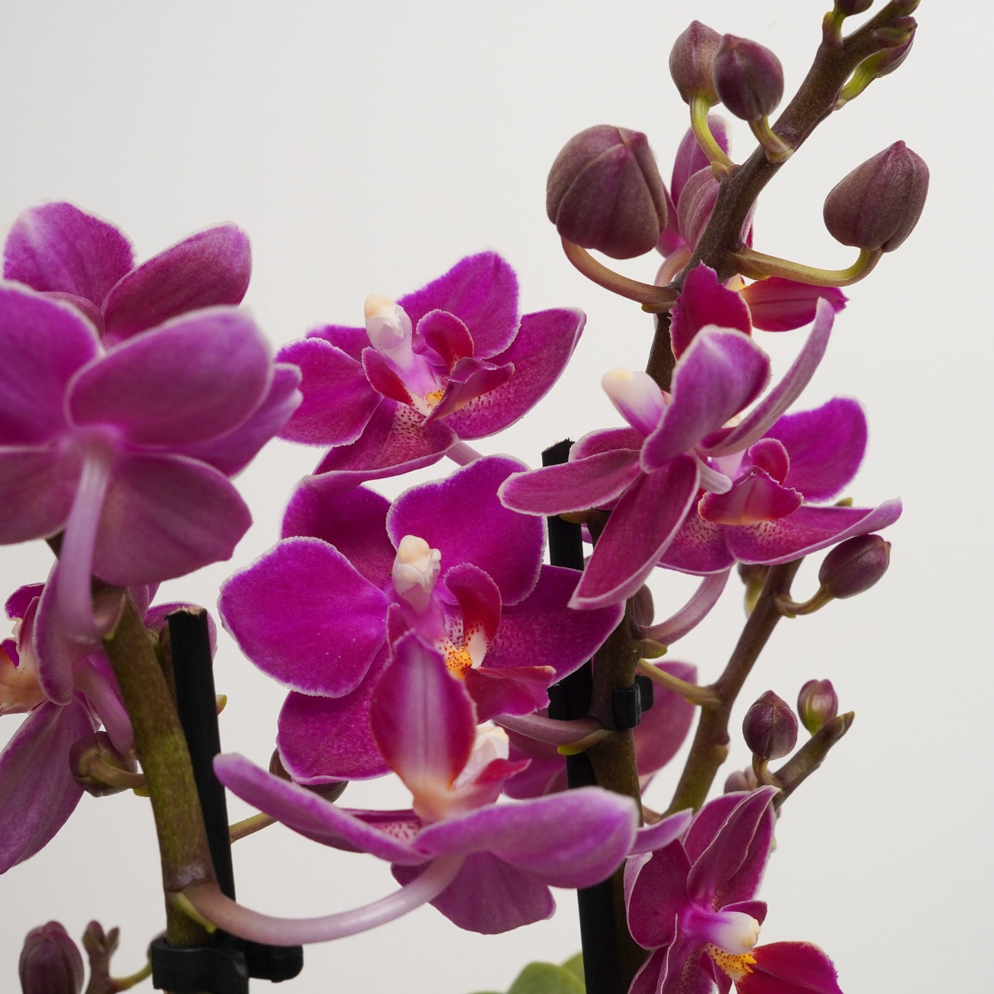 Phalaenopsis Orchid | Sweetie Black Magic