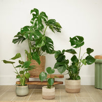 A stunning tropical variety, These Swiss Cheese Monstera House Plants are excellent if you're looking to brighten up your spaces with an exotic touch or inspire a friend with a fascinating, natural gift! A great choice for homes, offices, restaurants & more.