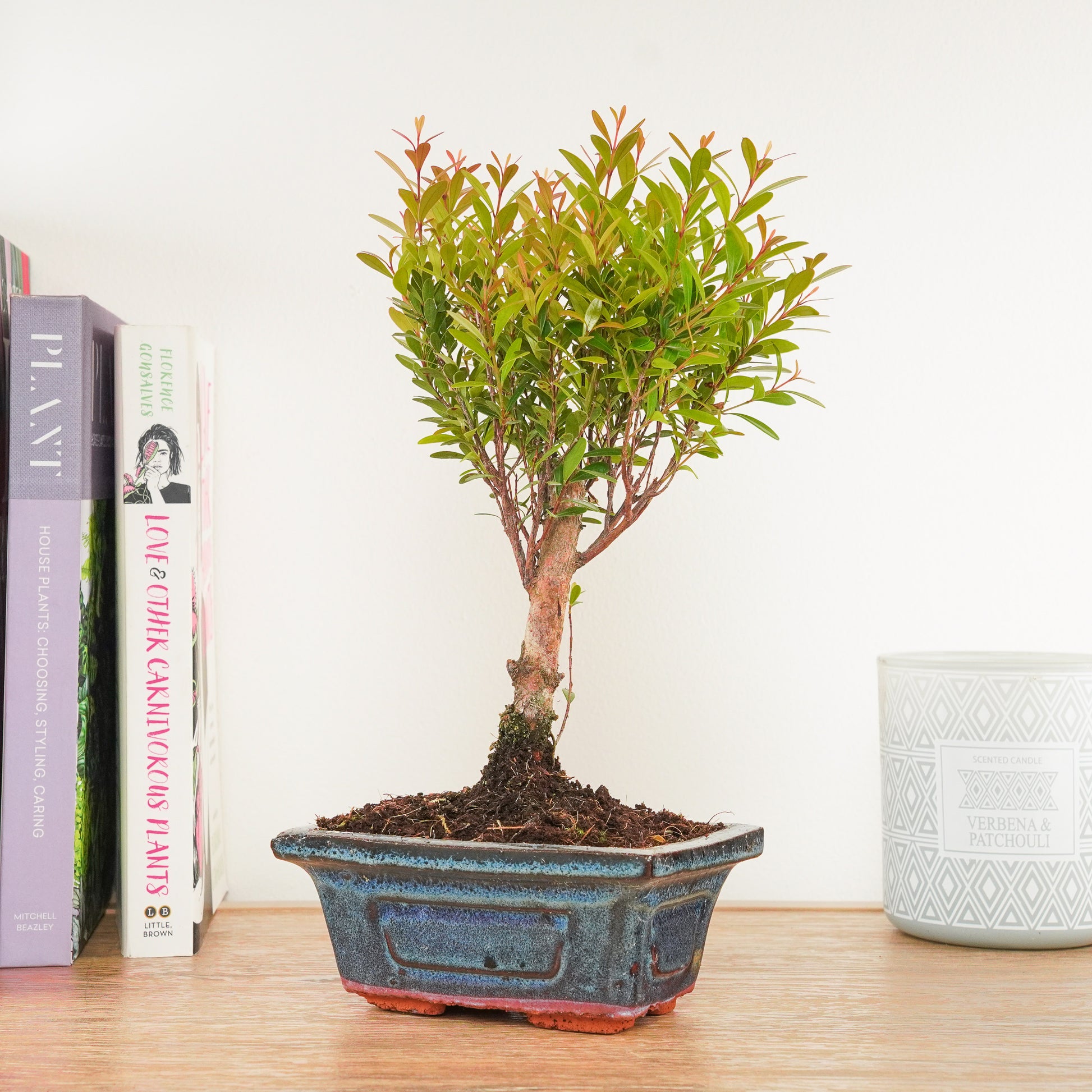 syzygium bonsai tree Syzygium | Bonsai