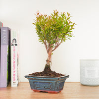 Syzygium Tropical Indoor Succulent Houseplant in a rectangular ceramic pot - included with purchase.