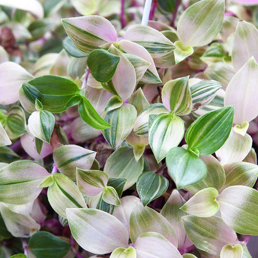 Wandering Dude | Rosa | Variegated Plants