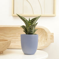 A stunning variegated Tiger Aloe Vera Tropical Variegated Succulent. Best identified through its captivating striped leaves reminiscent of a tiger, these are easy to care for, great for beginners & sure to inspire! Available at www.houseplant.co.uk