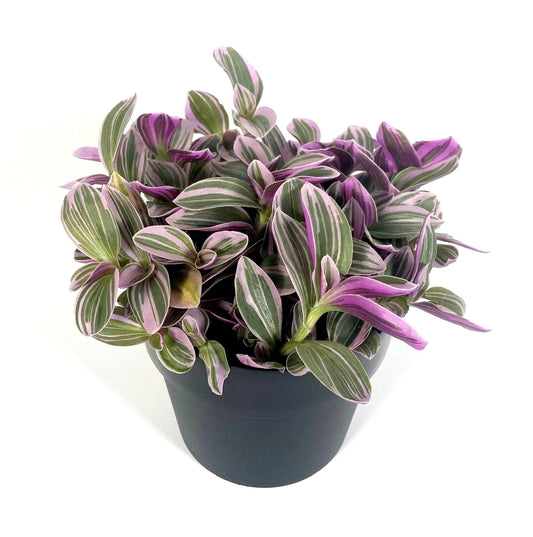 Wandering Dude | Sweetness | Houseplants & Indoor Plants On Sale