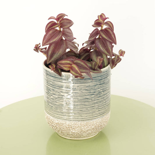 Wandering Dude | Purple Passion | Potted Houseplants