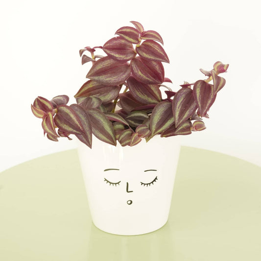 Wandering Dude | Purple Passion | Variegated Plants