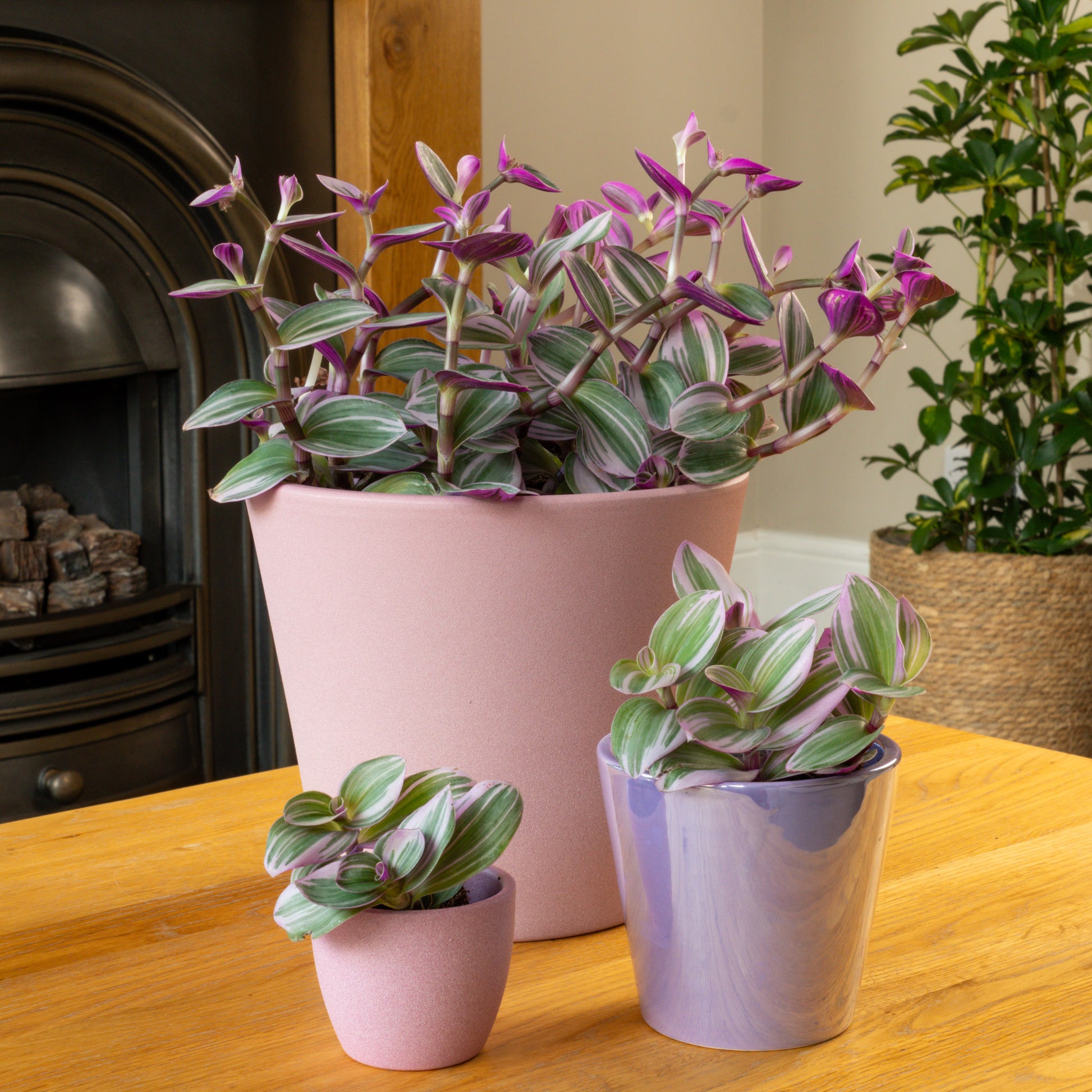 house plant wandering dude pot Wandering Dude Nanouk