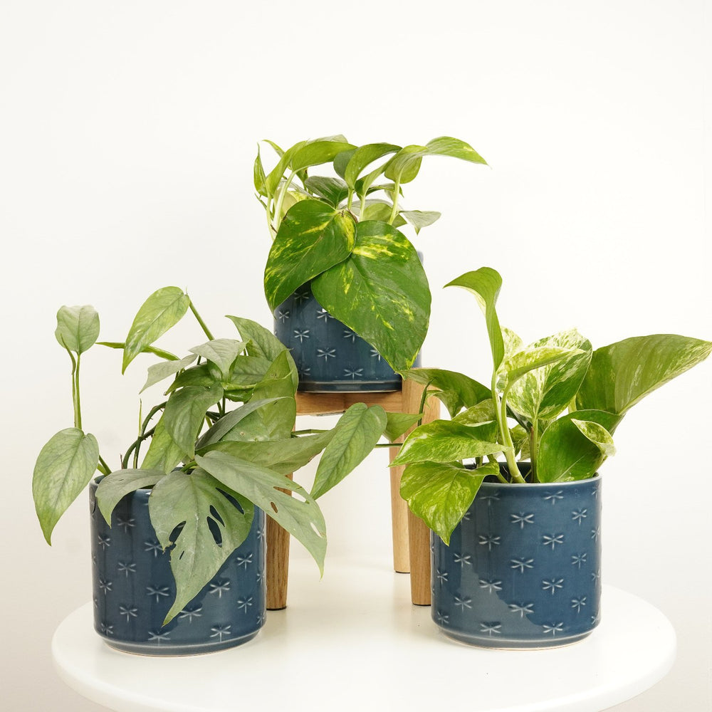 Indoor Trailing Pothos | Plant Bundle | 3 X PLANTS | 3 X POTS | Indoor Plant Bundle