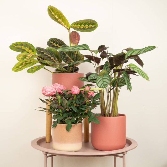 Tranquil | Plant Bundle | Air Purifying Plants