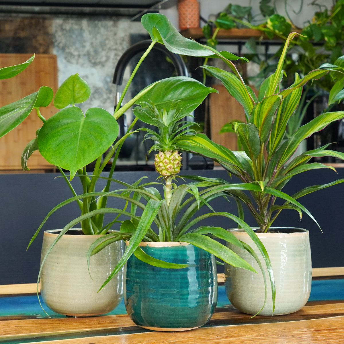 Tropical Housewarming | Plant Bundle