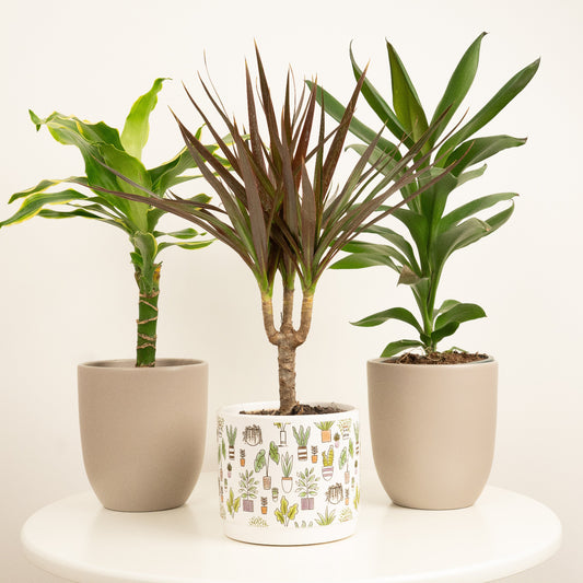 Botanical Palms  | Plant Bundle | 