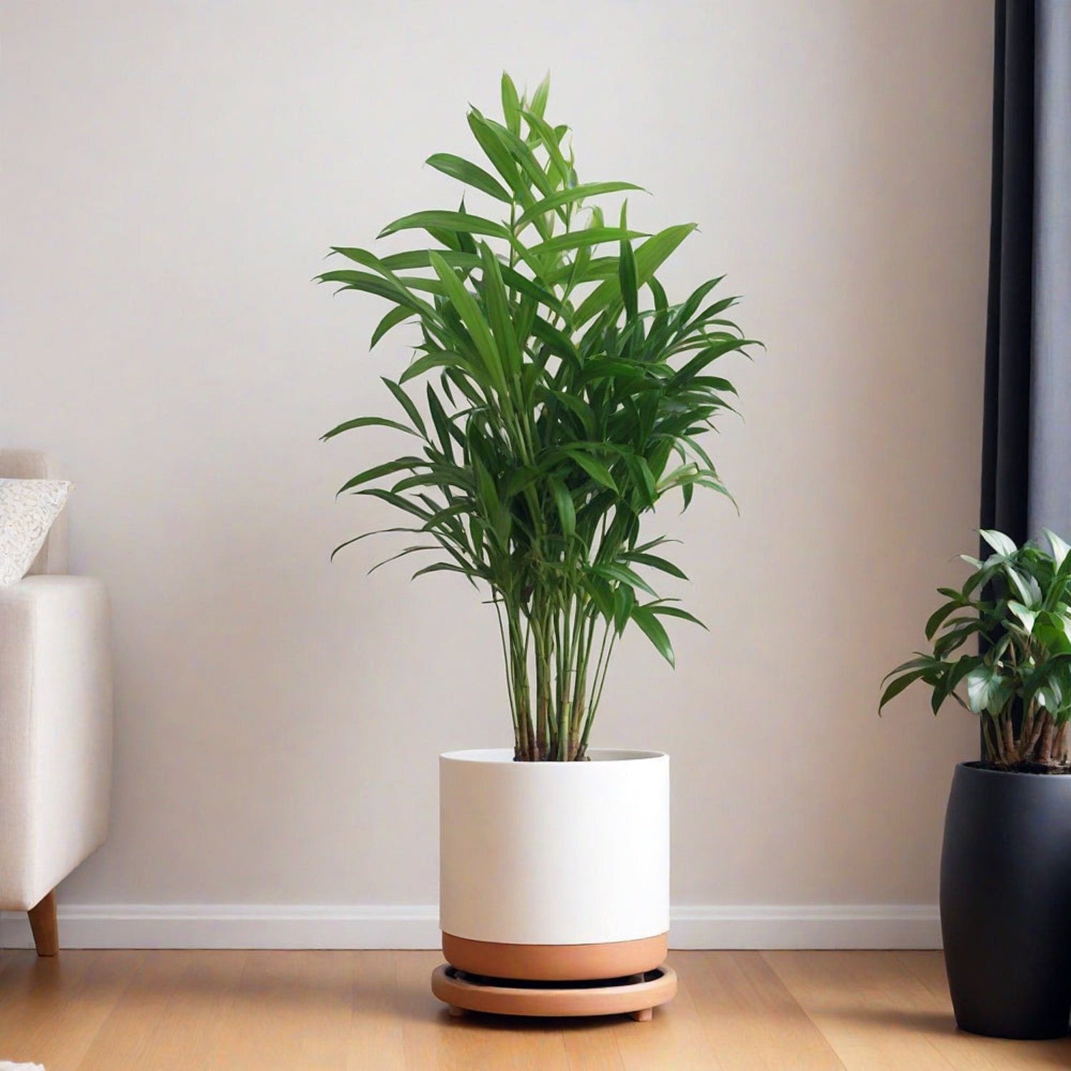 Parlour Palm