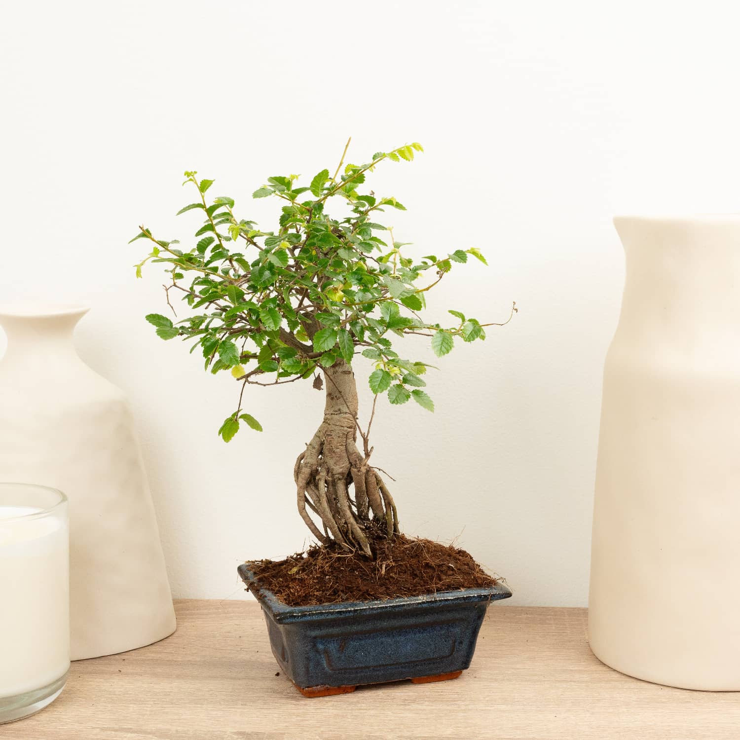 Zelkova Bonsai met steen in creme pot 18 cm, hoogte ~27cm – Bonsai Shop Zelkova Bonsai met steen in creme pot 18 cm, hoogte ~27cm – Bonsai Shop