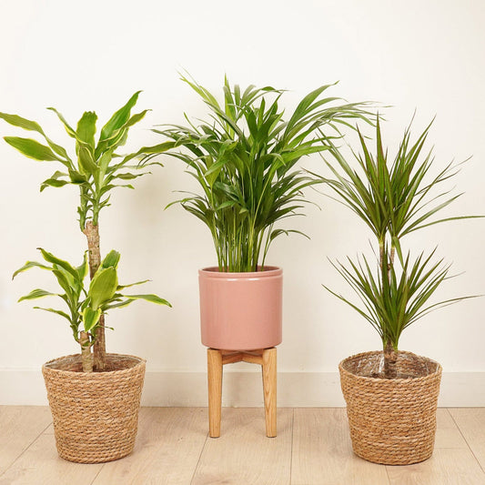 Tropical Palm Mix | Plant Bundle | Indoor Plants On Sale