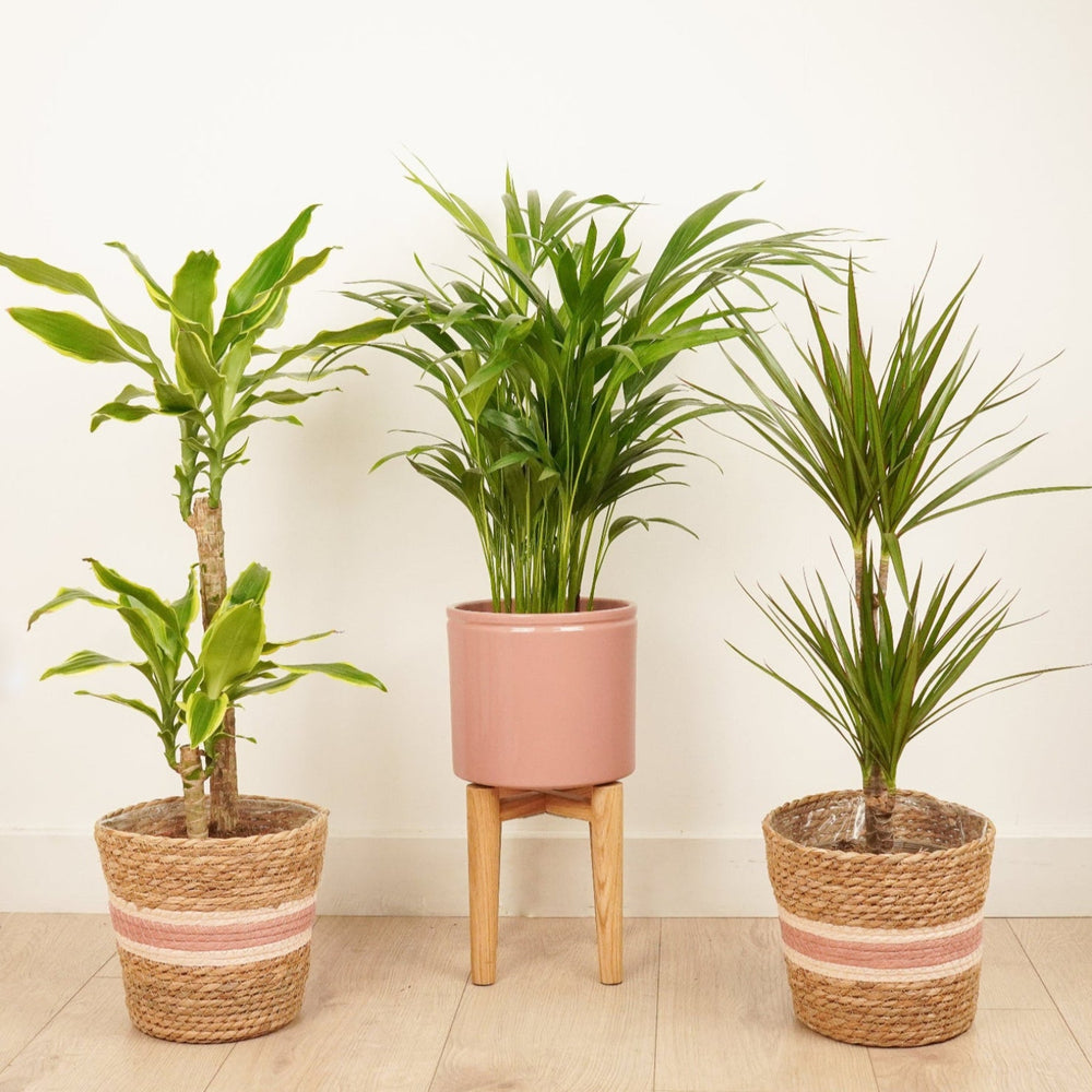Indoor Tropical Palm | Plant Bundle | 3 X PLANTS | 3 X POTS | Indoor Plant Bundle