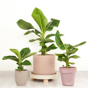 Banana Palm | Tropicana - Indoor Plant