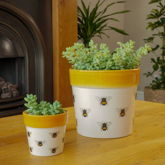 Donkey's Tail | Burrito | Potted Houseplants