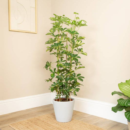 Umbrella Tree | Gold Capella | Large Leaf Plants