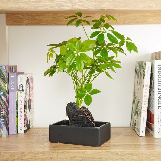 Umbrella On Lava | Potted Houseplants