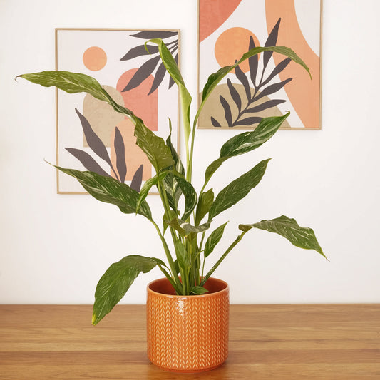 Peace Lily | Variegated Diamond | Variegated Plants