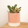 A stunning 'Magic' Jade Plant in a decorative peach ceramic ribbed pot sold separately. Admired for their distinct red-green-yellow variegation, there's plenty to admire with this incredible variety!