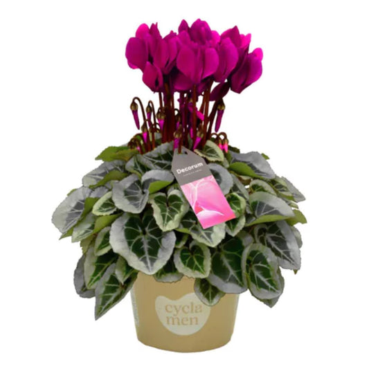Cyclamen | Violet Purple Variegata | 