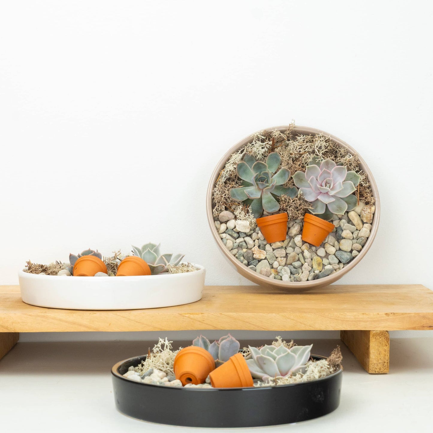 Echeveria Unrooted Plate