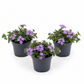 Trailing Verbena | Surprise Colour | Outdoor Plant