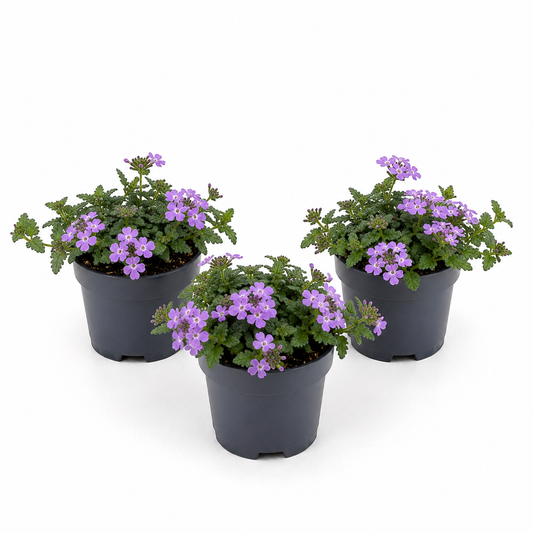 Trailing Verbena | Surprise Colour | Outdoor Plant | Outdoor Plants