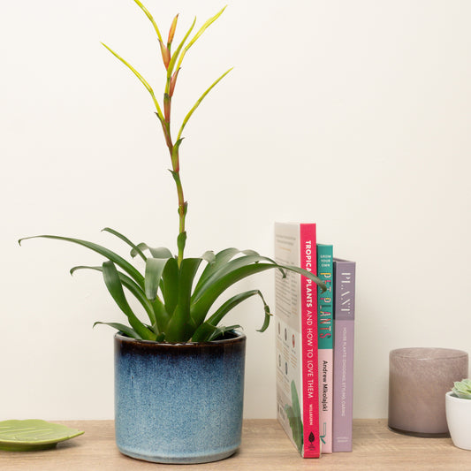 Vriesea Flaming Sword | Happy Yellow | 