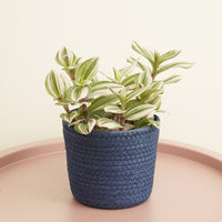 A stunning 'White' variant Tradescantia (Wandering Dude) with green and creamy-white striped leaves on stems. Plant is situated in a contrasting green woven pot (sold separately.) 