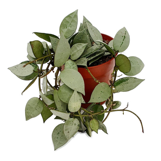 Wax Plant | Eskimo | Shade Loving Plants