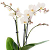 Sons Weiss White Pink Phalaenopsis Orchid