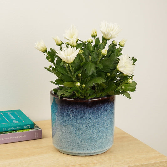 Mum | White Dream | Perfect Plants for Under £30