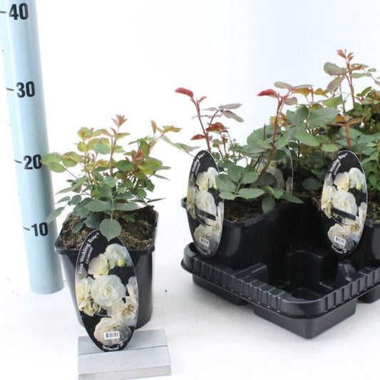 Garden Rose | White Wedding Rose | Outdoor Plants