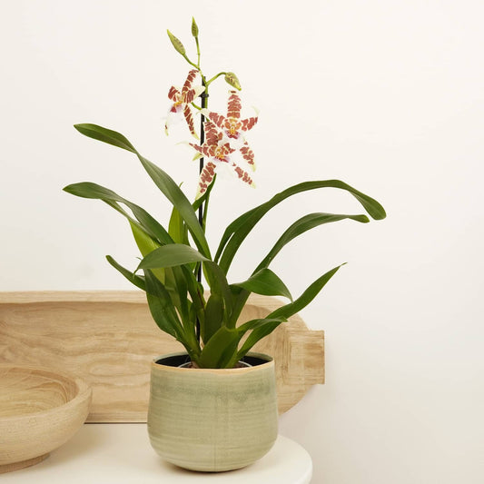 Dancing Ladies Orchid | White Renaissance | Rare Orchid | Potted Houseplants