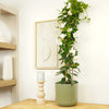 Tropical Rocktrumpet Mandevilla Indoor Houseplant - shown in a decorative pot sold separately.